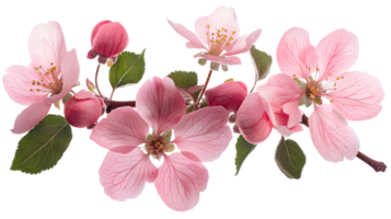 Beautiful pink blossoms on a branch in springtime png