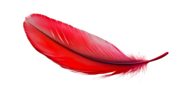 Bright red feather floating in clear space png