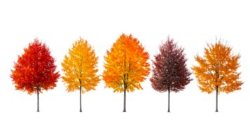 Colorful autumn trees create a vibrant display png