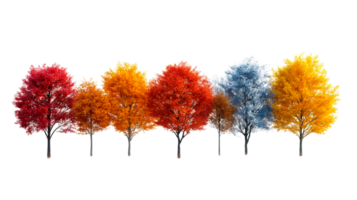Vibrant trees showcasing autumn colors in a row png