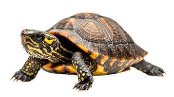 Turtle close up on dark backdrop, cut out transparent png