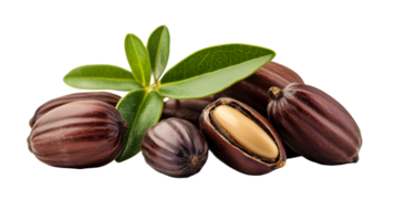 Jojoba fruit, kernel, and leaves, cut out transparent png