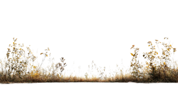 Wild grass and foliage on a transparent background png