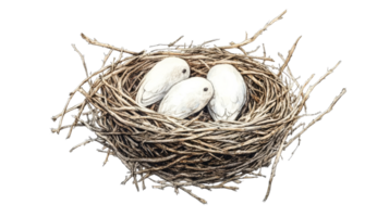 Nest with three white eggs in a natural setting png
