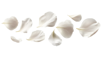 White rose petals on clear background png