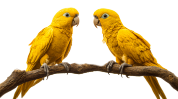 Two Golden Parakeets on Branch, cut out transparent png