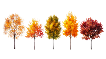 Beautiful autumn trees displaying vibrant colors png
