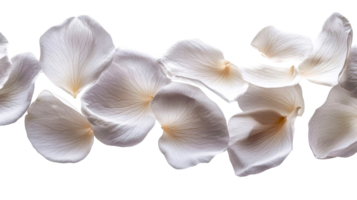 Glowing petals on a clean surface png