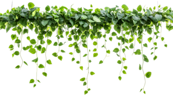 Trailing Greenery with Lush Foliage, cut out transparent png