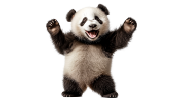 Joyful Panda Cub Posing Upright, cut out transparent png