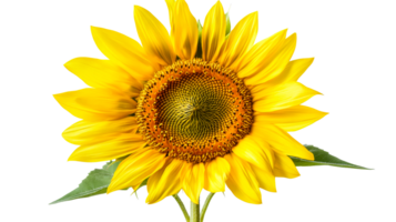 Sunflower on black, cut out transparent png