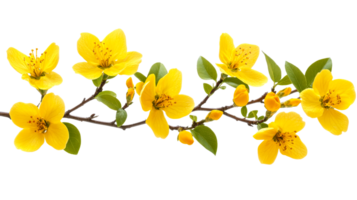 Yellow blossoms on branch, cut out transparent png