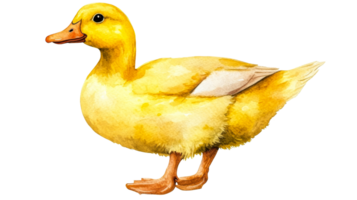 Duckling watercolor, isolated avian fauna, cut out transparent png