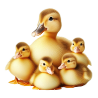 Mother Duck with Ducklings png