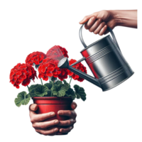 Red Carnations Plant with Watering Can png