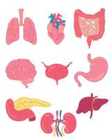 Human body organs set, educational illustration showing internal anatomy elements for learning and study use vector