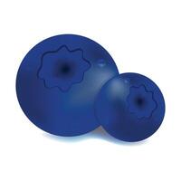 Two round blueberries of rich blue color with a glossy surface. The image is made in a realistic style. vector