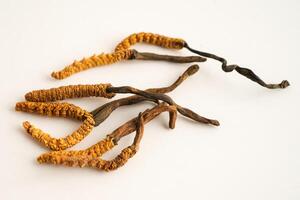 Cordyceps or Ophiocordyceps sinensis mushroom photo