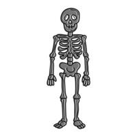 a cartoon skeleton standing in front of a white background vector