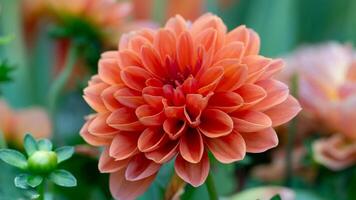 Vibrant orange dahlia flower in full bloom. Its many petals are densely packed creating a textured radial pattern. Background is softly blurred green foliage highlighting the flower form and color. photo