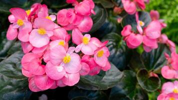 Vibrant cluster of pink wax begonia flowers with yellow centers. Surrounded by dark green leaves. Flowers are densely packed creating a lush and colorful display. Background of green leaves. photo