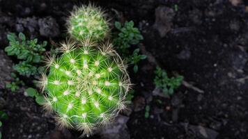 Above of two small round cacti with bright green bodies and white spines growing in dark soil. Cacti are viewed from above highlighting Their spherical shape and the radial pattern of their spines. photo