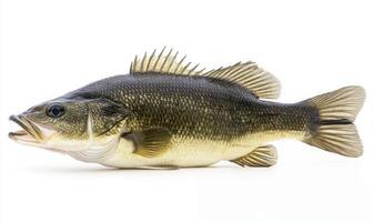 Close-up of a Largemouth Bass Fish photo