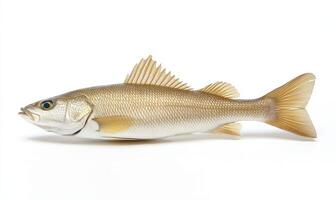 Close-up of a Golden-colored Fish on White Background photo