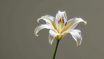 Graceful stem of lily in a minimalist style, with pure white and soft gold palette, flowing lines photo