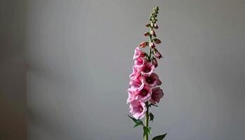 Graceful stem of foxglove in a minimalist style, with dusty pink and cool gray palette photo