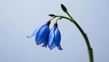 Graceful stem of bluebell in a minimalist style, with periwinkle blue and soft ivory palette photo