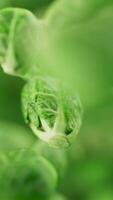Looping animation of a group of brussels sprouts. Defocus. Close-up. video