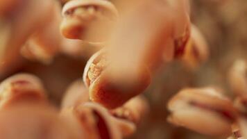 Looping animation of a group of burgers. Defocus. Close-up. video