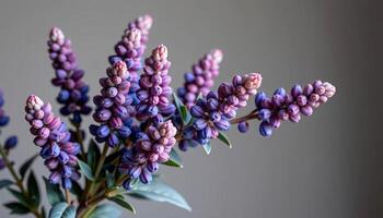 elegant cluster of calluna vulgaris in a minimalist style, with muted violet and sage tones photo