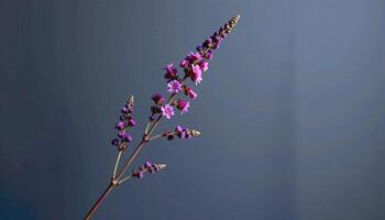 graceful stem of calluna vulgaris in a minimalist style, with dusky purple and mist gray palette photo