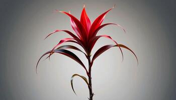 graceful stem of bromeliad in a minimalist style, with crimson and smoke blue palette photo