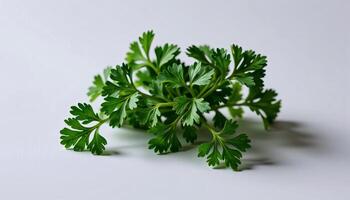 Elegant cluster of parsley in a minimalist style, with fresh green and neutral gray tones photo