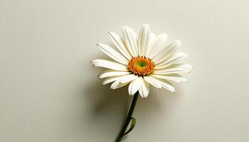 Graceful stem of daisy in a minimalist style, with white and olive green palette, flowing lines photo