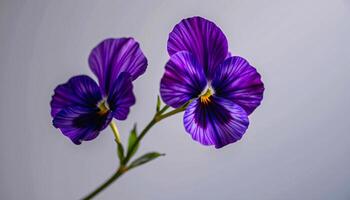 Graceful stem of pansy in a minimalist style, with violet and soft gold palette, flowing lines photo