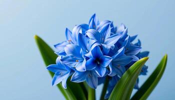 Elegant cluster of hyacinth in a minimalist style, with periwinkle and mist blue tones photo