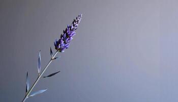 Graceful stem of lavender in a minimalist style, with soft violet and cool gray palette photo