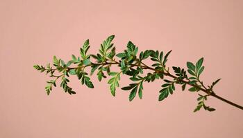 Graceful stem of oregano in a minimalist style, with moss green and blush palette, flowing lines photo
