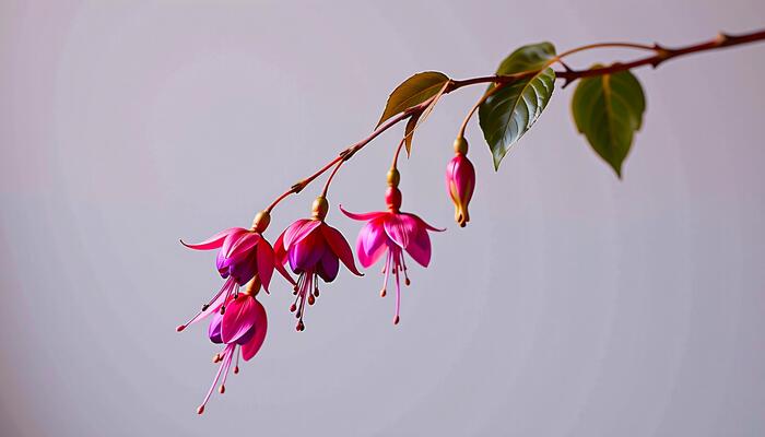 Graceful stem of fuchsia in a minimalist style, with magenta and pale lilac palette, flowing lines