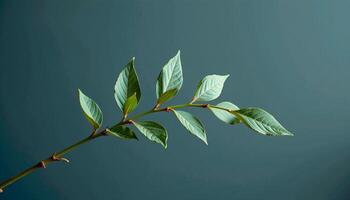 Graceful stem of sage in a minimalist style, with silvery green and pale slate palette photo