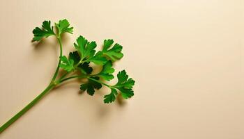 Graceful stem of parsley in a minimalist style, with bright green and warm beige palette photo