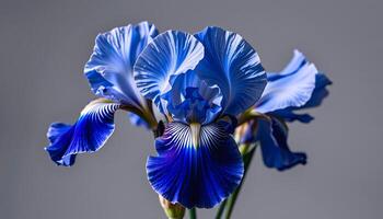 Elegant cluster of bearded iris in a minimalist style, with indigo and silver tones, smooth curves photo