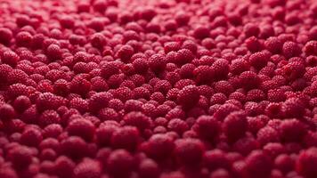 Colorful background covered with raspberries. Ripe berries for wallpaper. Patterns with fruits. Close-up. Horizontal composition. video