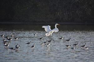 Stunning White Egret Coming in for a Landing photo