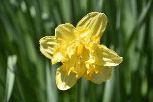 Look into the Center of a Yellow Daffodil photo
