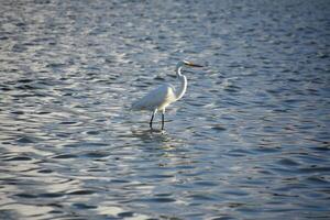 White Great Heron Standing in Shallow Waters photo
